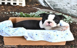 Boston Terrier dogs for sale: Zachary - Image 4