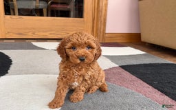 Cavapoo dogs for sale: Kaylee - Image 5