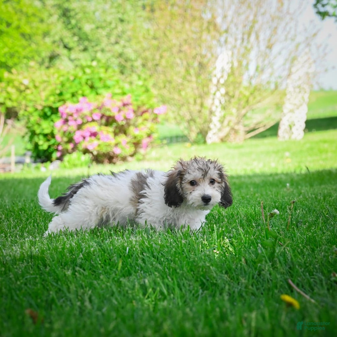 Bichpoo dogs for sale: Barry - Image 12