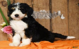 Bernedoodle dogs for sale: Danny - Image 3