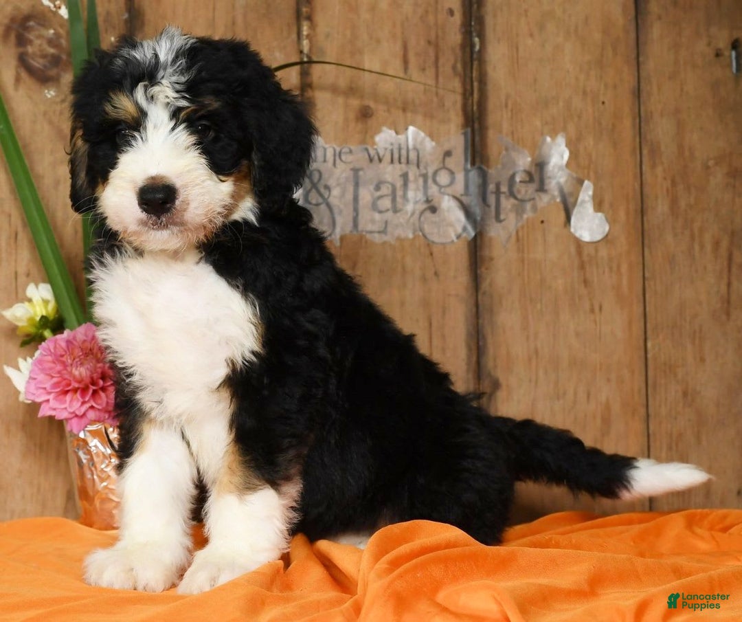 Bernedoodle dogs for sale: Danny - Image 3