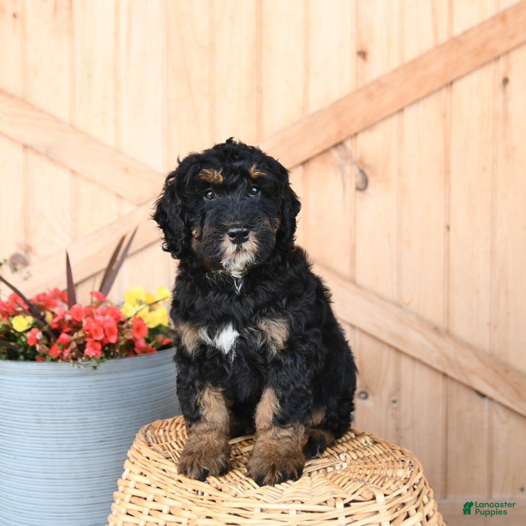 Mini Bernedoodle dogs for sale: Mini Bernedoodle 8 puppies - Image 6