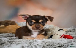 Chihuahua dogs for sale: Ollie - Image 5
