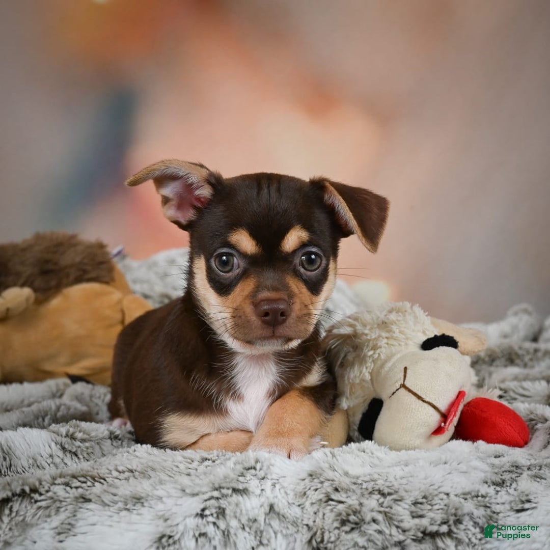 Chihuahua dogs for sale: Ollie - Image 5