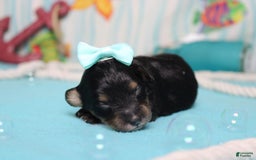 Mini Bernedoodle dogs for sale: Jan - Image 2