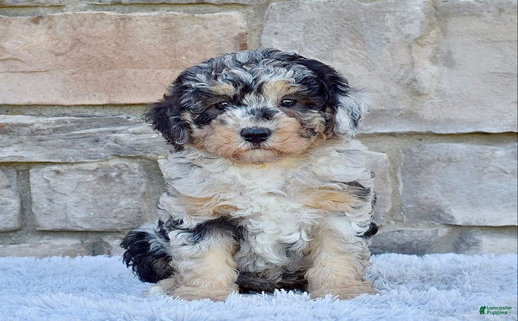 Mini Goldendoodle dogs for sale - Ad 2