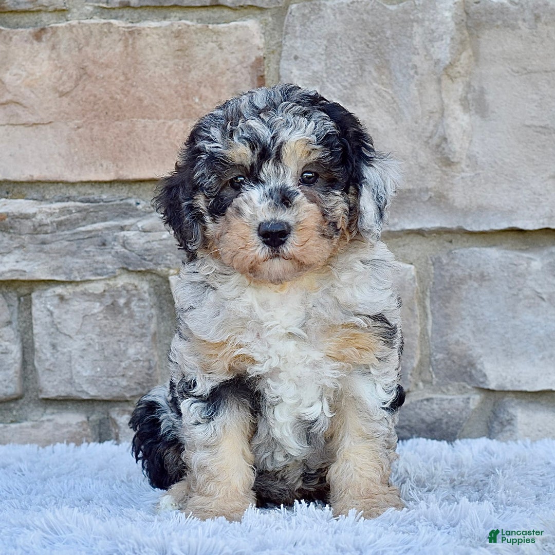 Mini Goldendoodle dogs for sale: Ms. Macy - Image 1