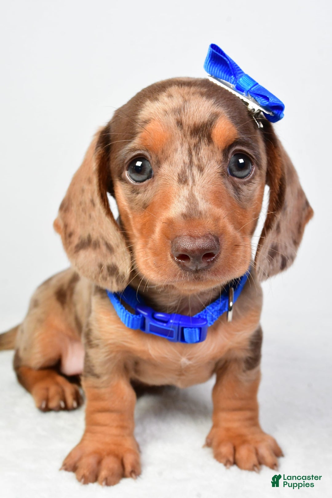 Miniature Dachshund dogs for sale: Miniature Dachshund 4 puppies - Image 8