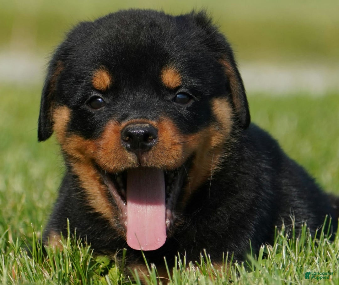 Rottweiler dogs for sale: Kobe - Image 4