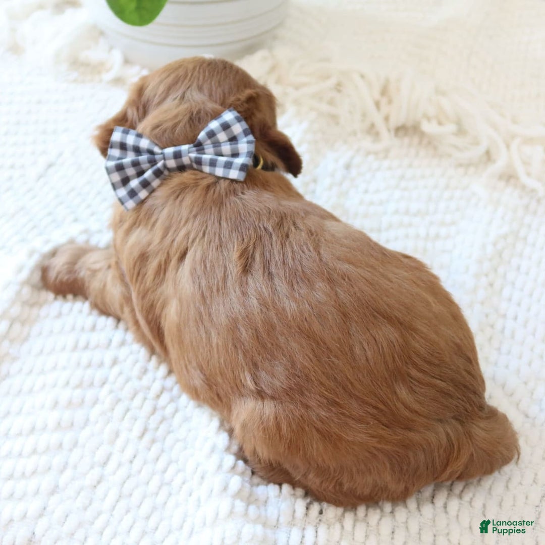 Cavapoo dogs for sale: Forest - Image 5