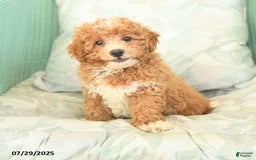 Maltipoo dogs for sale: Loyal - Image 1