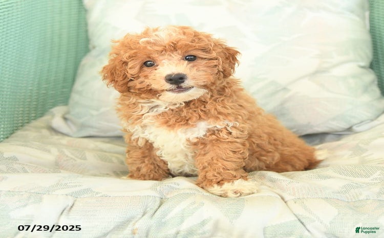Maltipoo dogs for sale - Ad 3