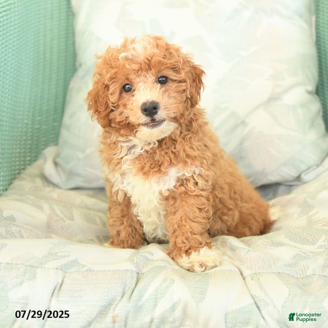 Maltipoo dogs for sale: Loyal - Image 1