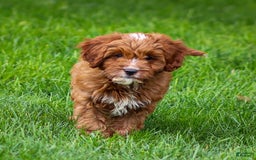 Cavapoo dogs for sale: Biscuit - Image 4