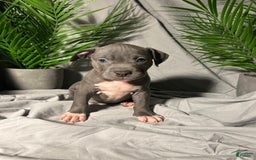 American Bully dogs for sale: Lady Bug - Image 3