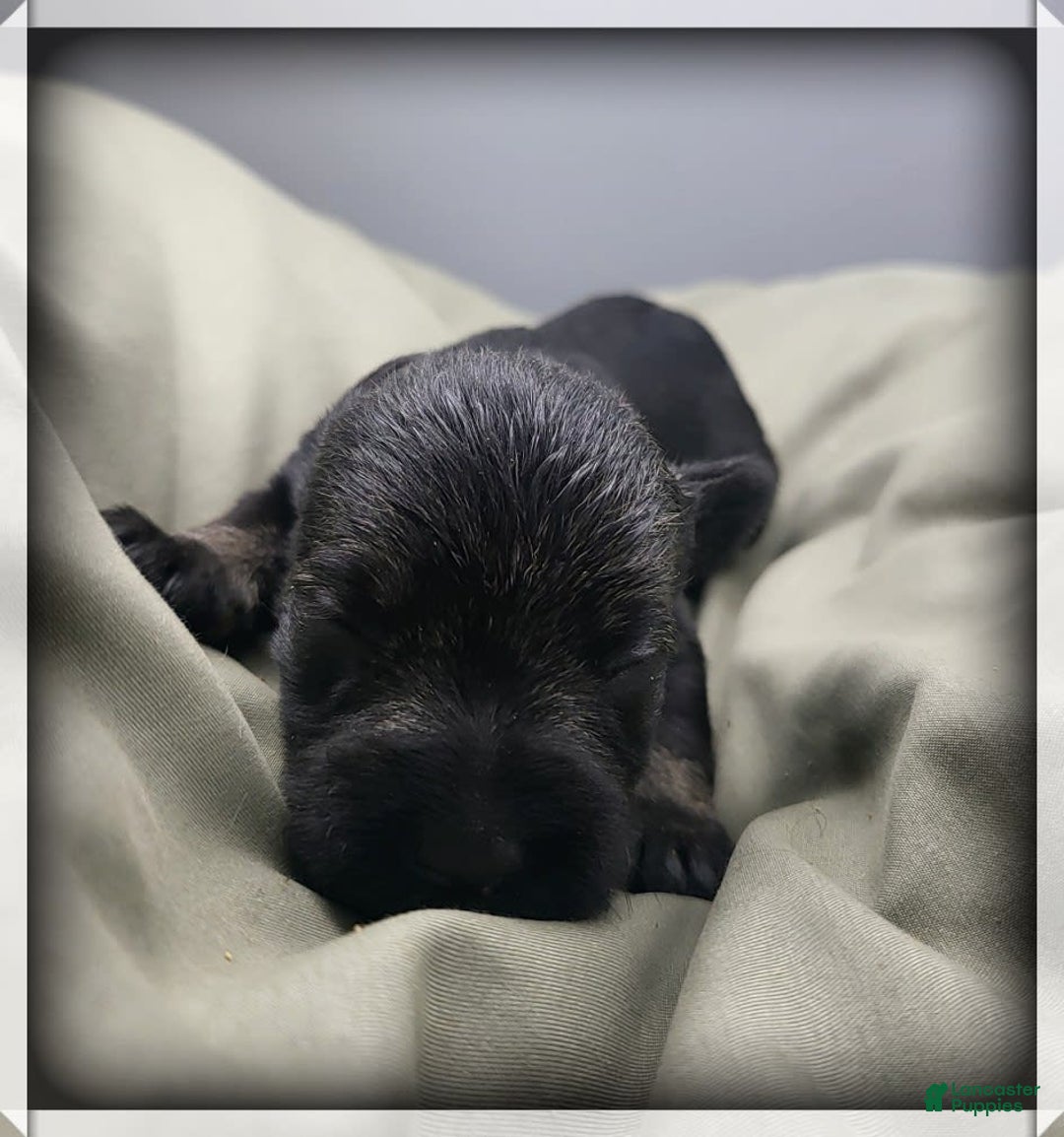 Miniature Schnauzer dogs for sale: River - Image 8