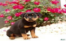 Rottweiler dogs for sale: Ivy - Image 4