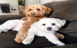 Havanese dogs for sale: Jenny - Image 3