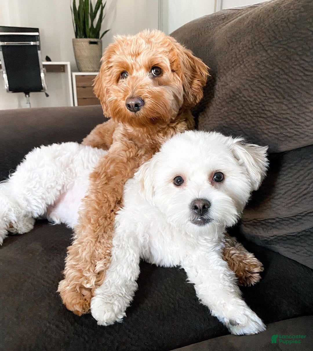 Havanese dogs for sale: Jenny - Image 3