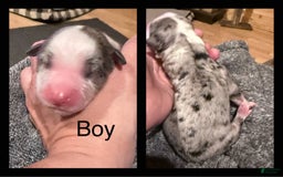 Miniature Australian Shepherd dogs for sale: Miniature Australian Shepherd 5 puppies - Image 12