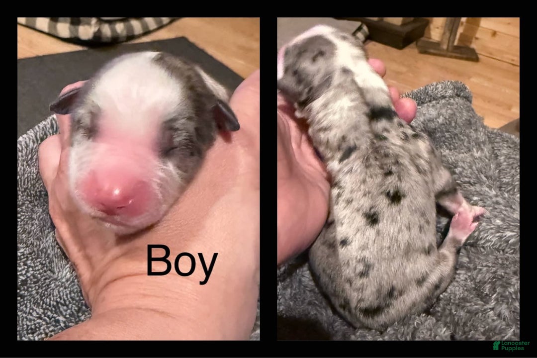 Miniature Australian Shepherd dogs for sale: Miniature Australian Shepherd 5 puppies - Image 12