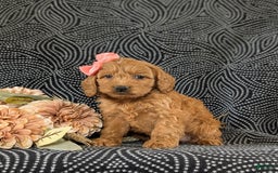 Cockapoo dogs for sale: Elisa - Image 2