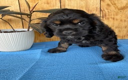 Cocker Spaniel dogs for sale: Tara - Image 6