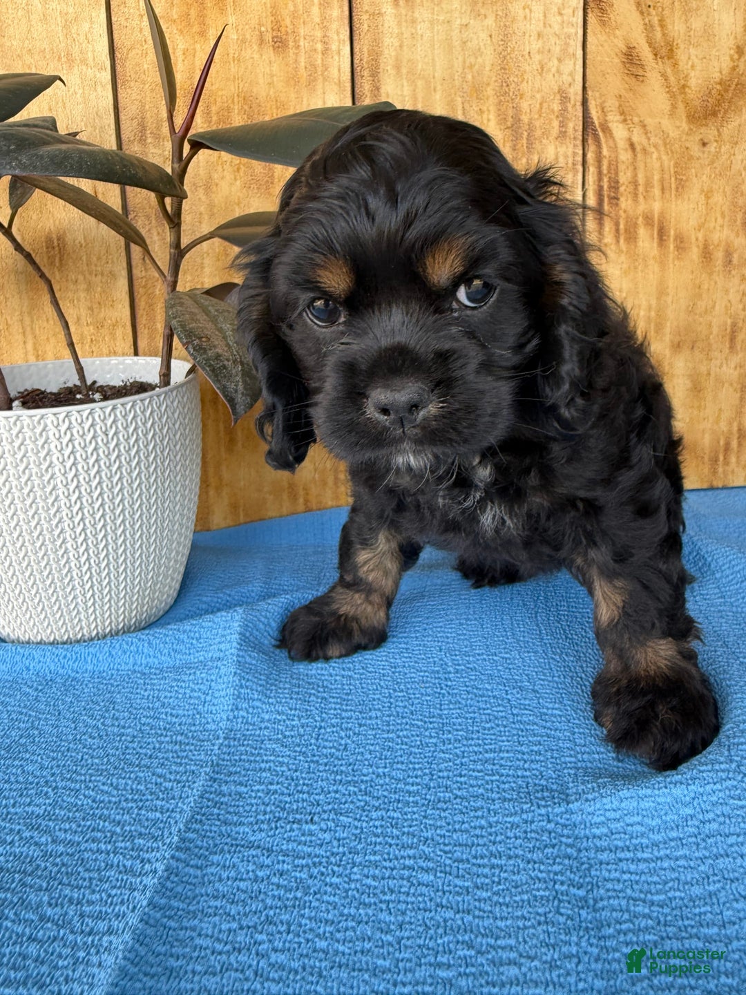 Cocker Spaniel dogs for sale: Tara - Image 6