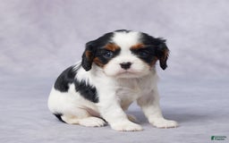Cavalier King Charles Spaniel dogs for sale: Betty - Image 5