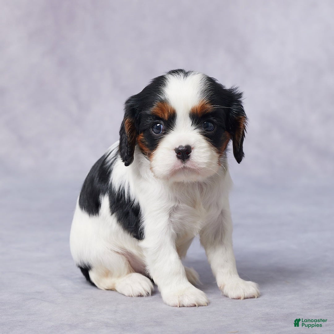 Cavalier King Charles Spaniel dogs for sale: Betty - Image 5