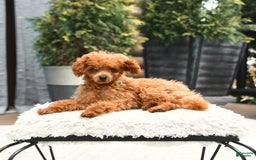 Cavapoo dogs for sale: Teddy - Image 4