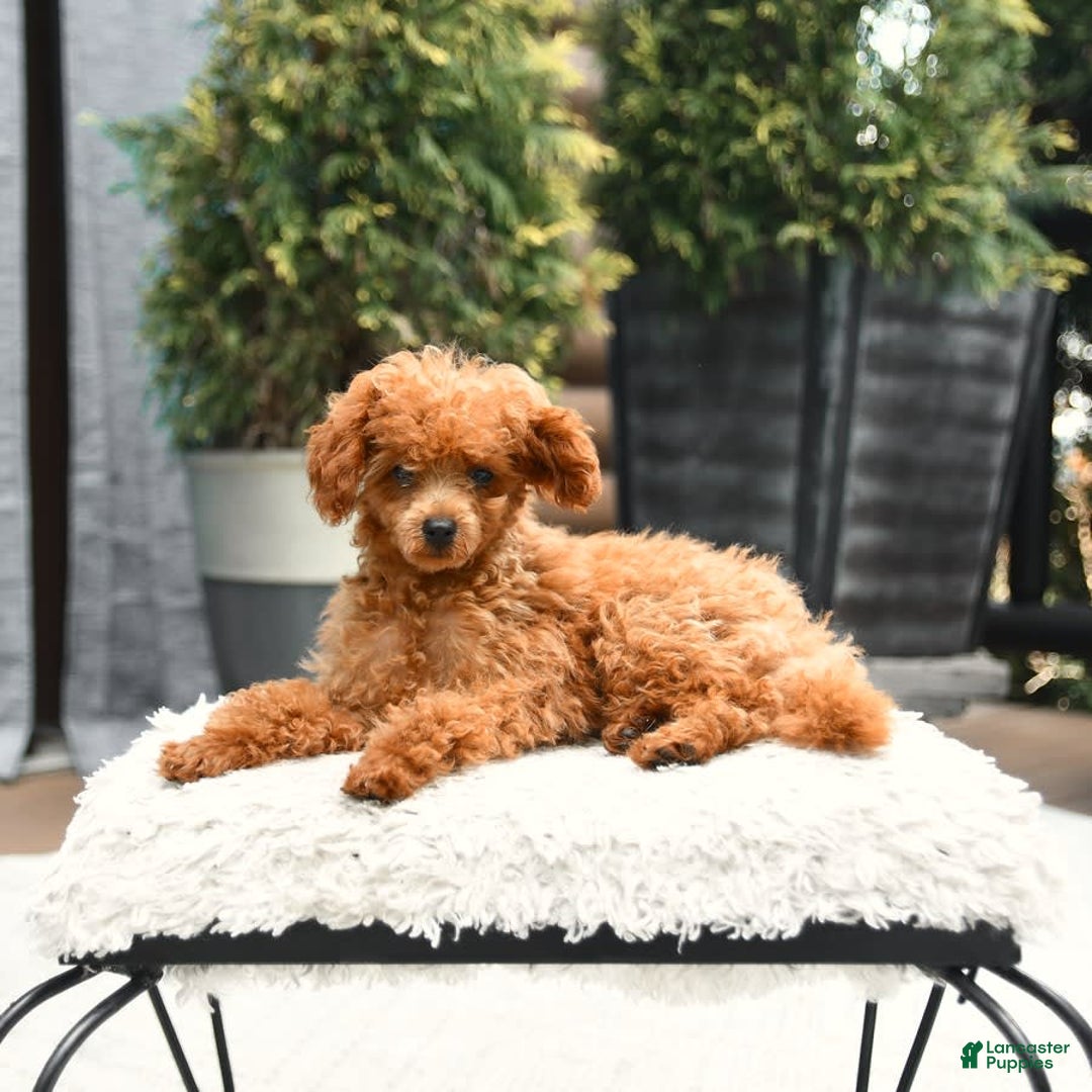 Cavapoo dogs for sale: Teddy - Image 4
