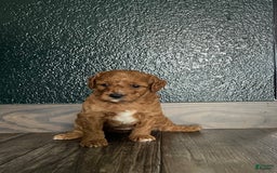 Cavapoo dogs for sale: Rayna - Image 3