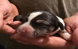 Miniature Australian Shepherd dogs for sale: Lila - Image 1