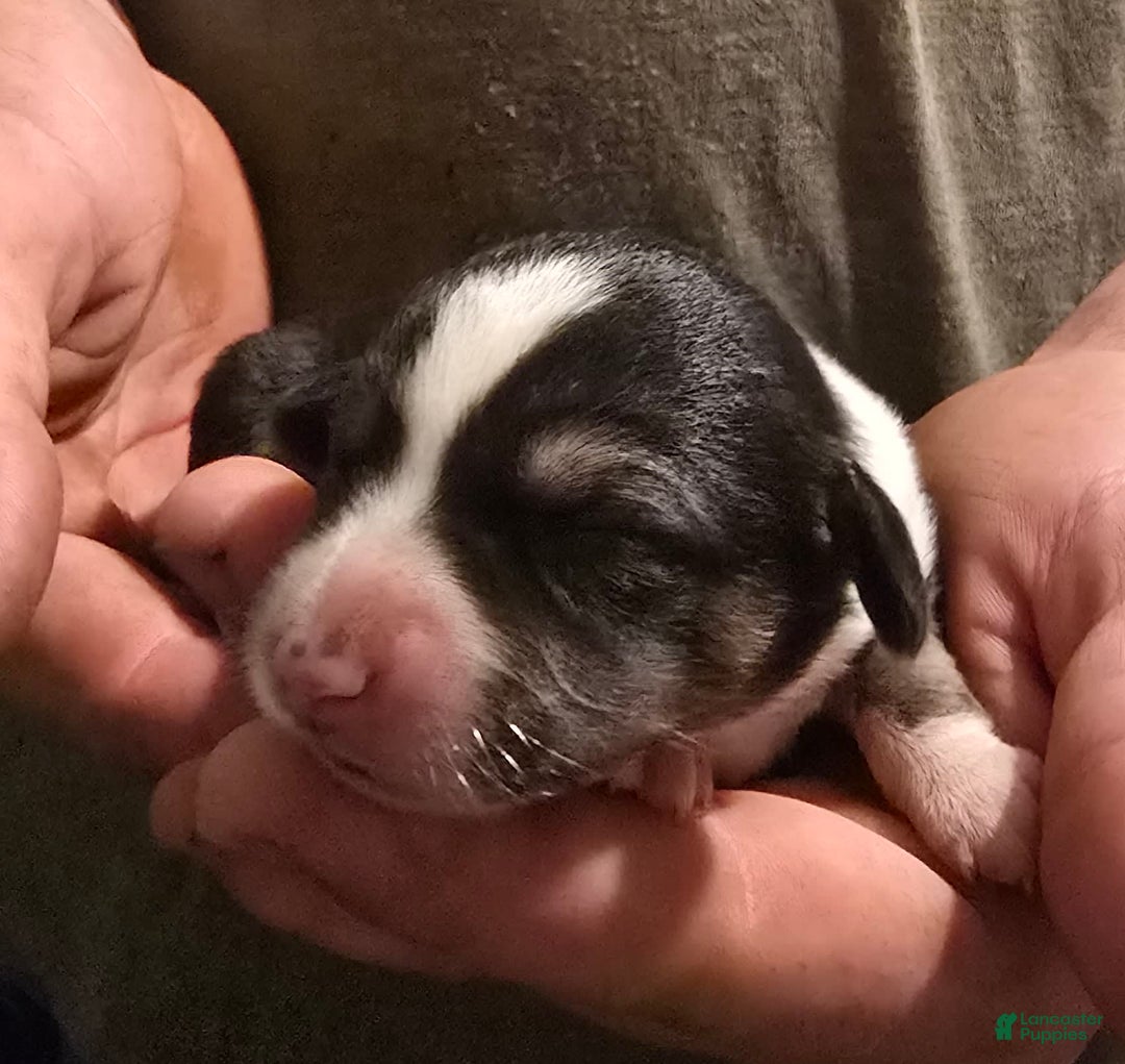 Miniature Australian Shepherd dogs for sale: Lila - Image 1