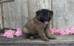 Belgian Tervuren dogs for sale: Lila - Image 7