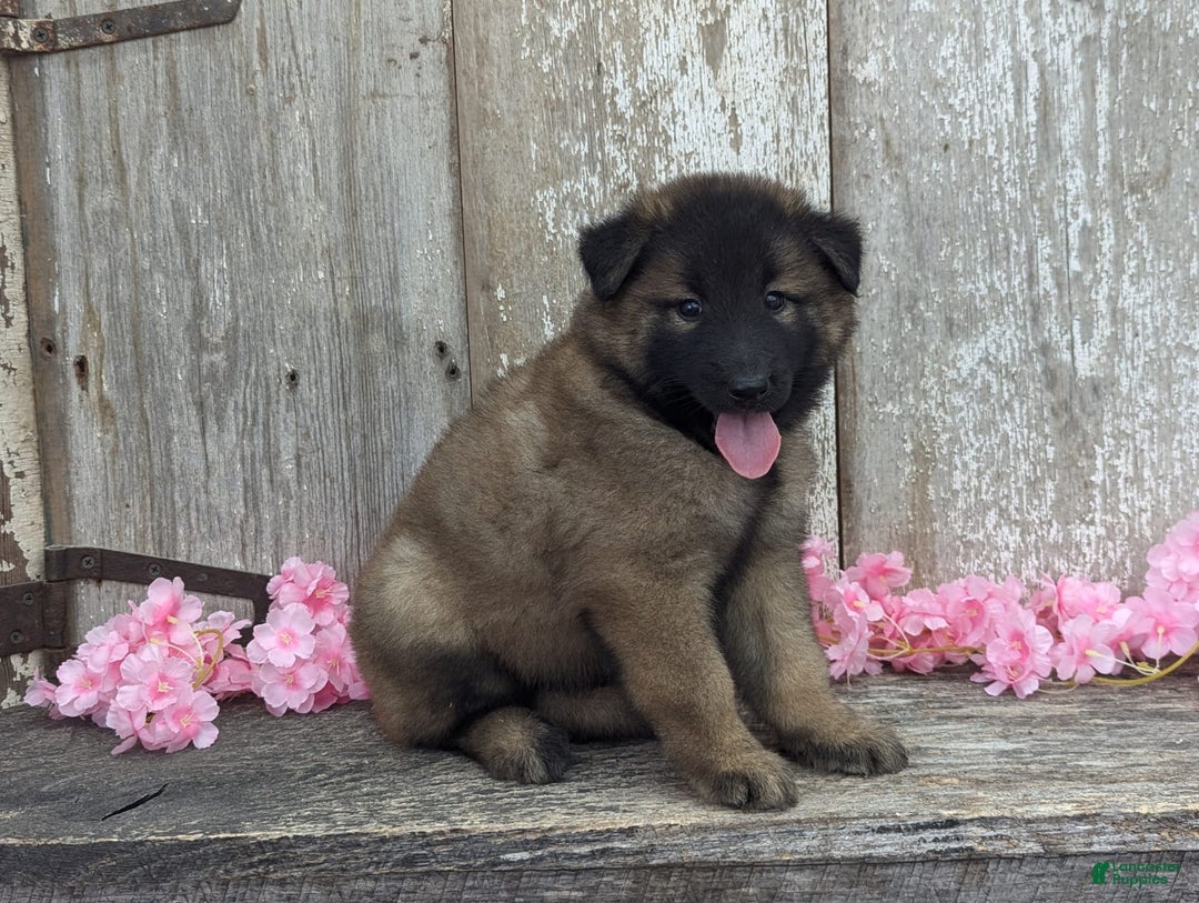 Belgian Tervuren dogs for sale: Lila - Image 7
