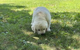 Golden Retriever dogs for sale: Nova - Image 10