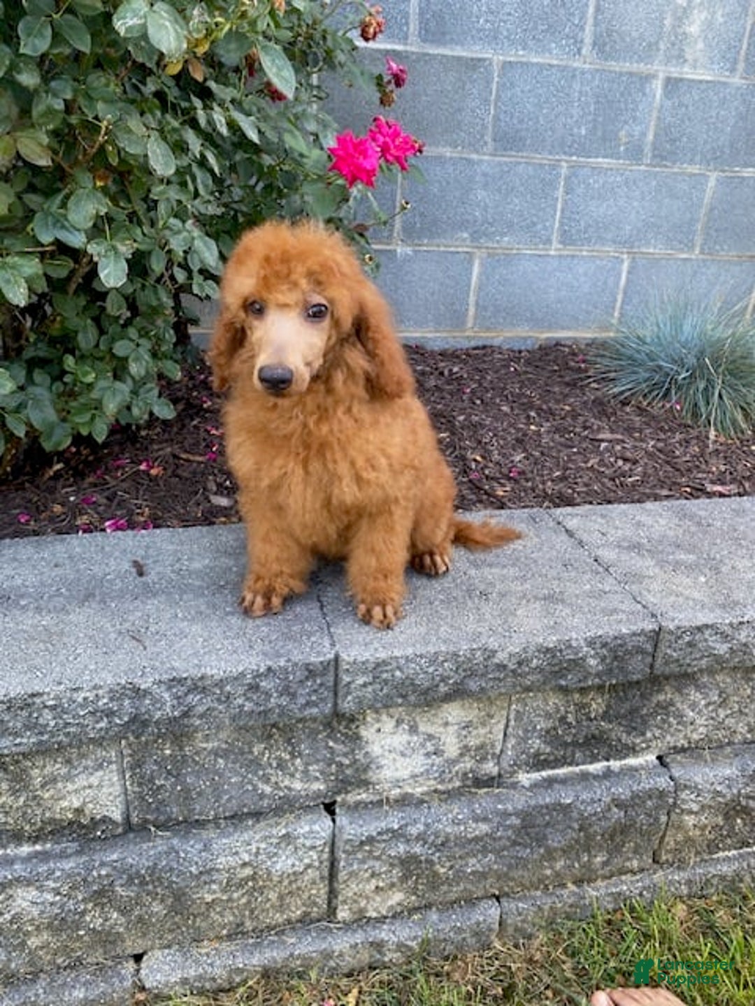 Mini Goldendoodle dogs for sale: Bo - Image 1