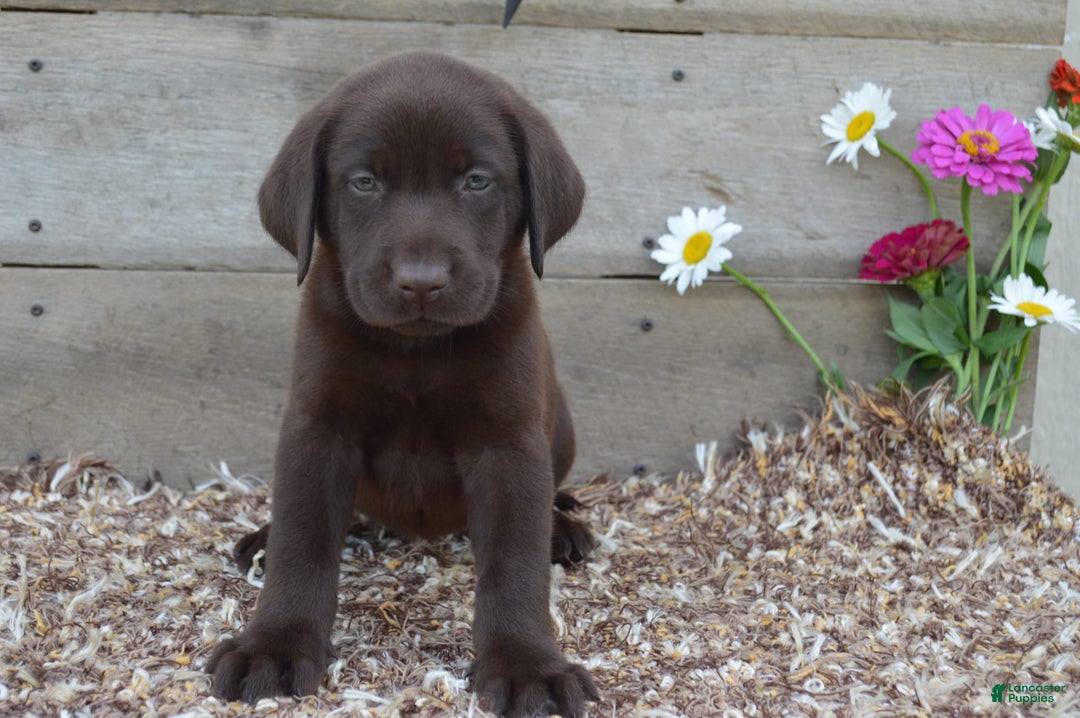 Labrador Retriever dogs for sale: Labrador Retriever 7 puppies - Image 3