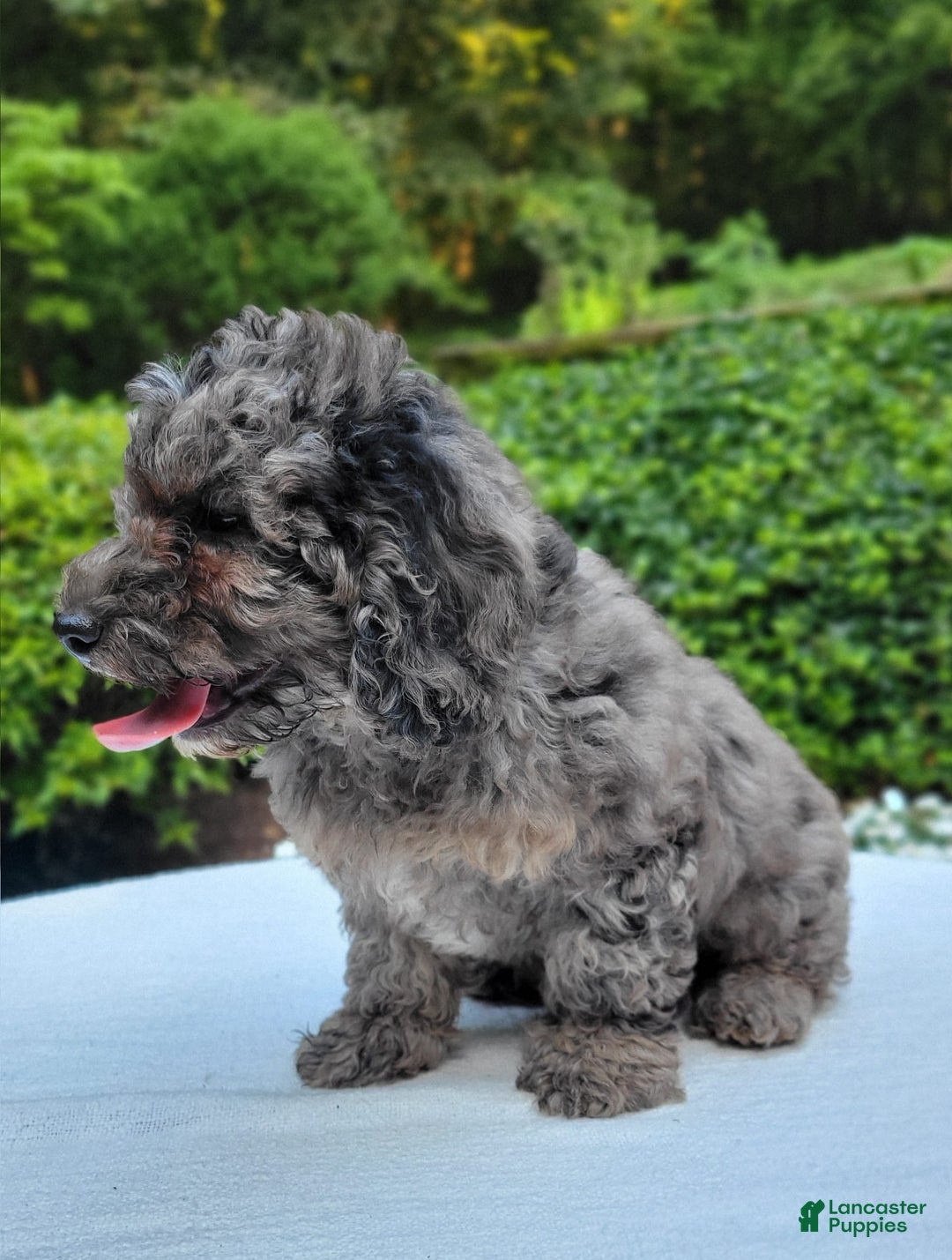 Cavapoo dogs for sale: Murphy - Image 4