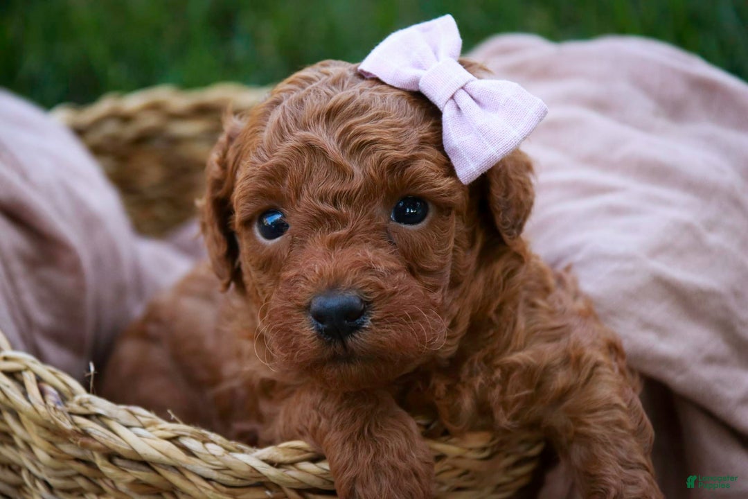 Miniature Poodle dogs for sale: Twila - Image 8