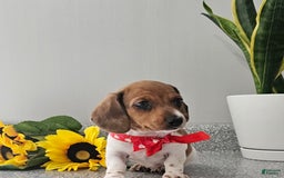 Dachshund dogs for sale: Millie Mae - Image 14