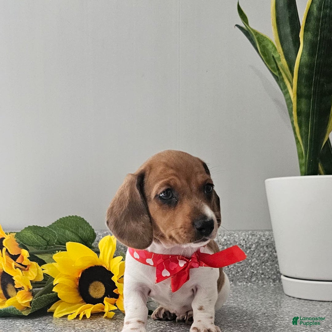 Dachshund dogs for sale: Millie Mae - Image 14