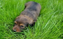 Dachshund dogs for sale: Evie - Image 1
