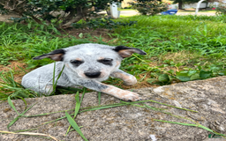 Australian Cattle Dog dogs for sale: Australian Cattle Dog 5 puppies - Image 5