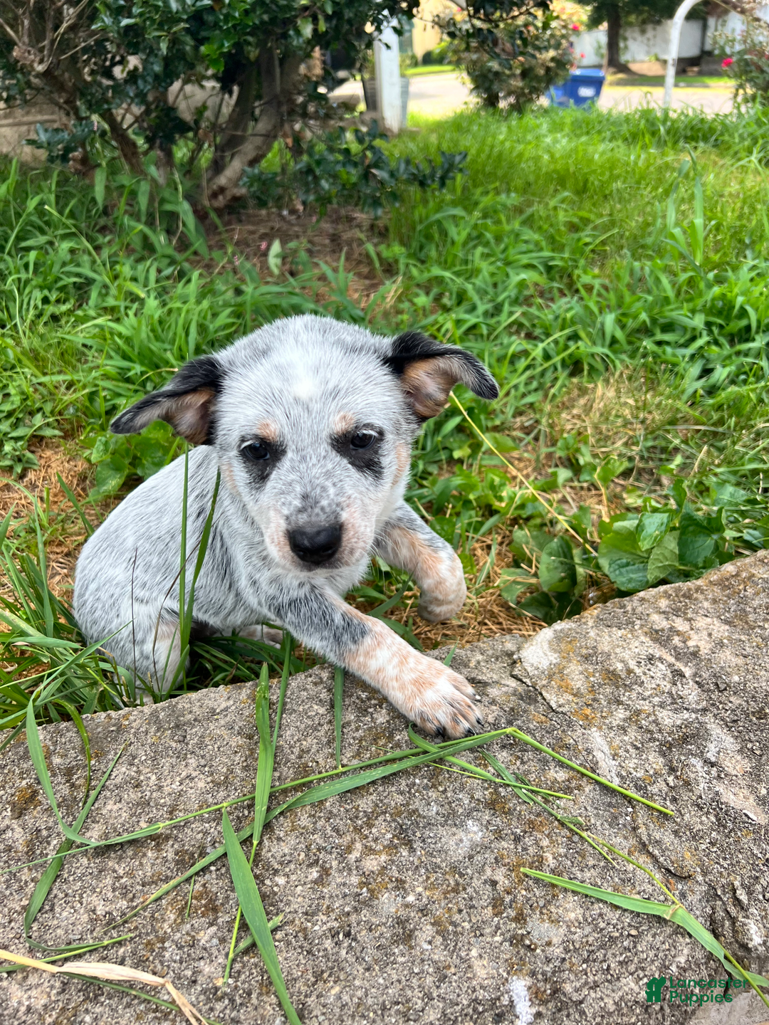 Australian Cattle Dog dogs for sale: Australian Cattle Dog 5 puppies - Image 5