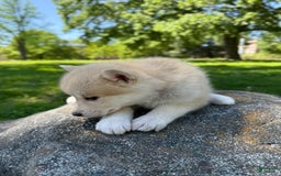 categoriesInfo:categoryAttributeOptions.pets.dogs.breed.akita dogs for sale: Champ - Image 26