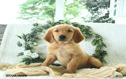 Golden Retriever dogs for sale: Anson - Image 18