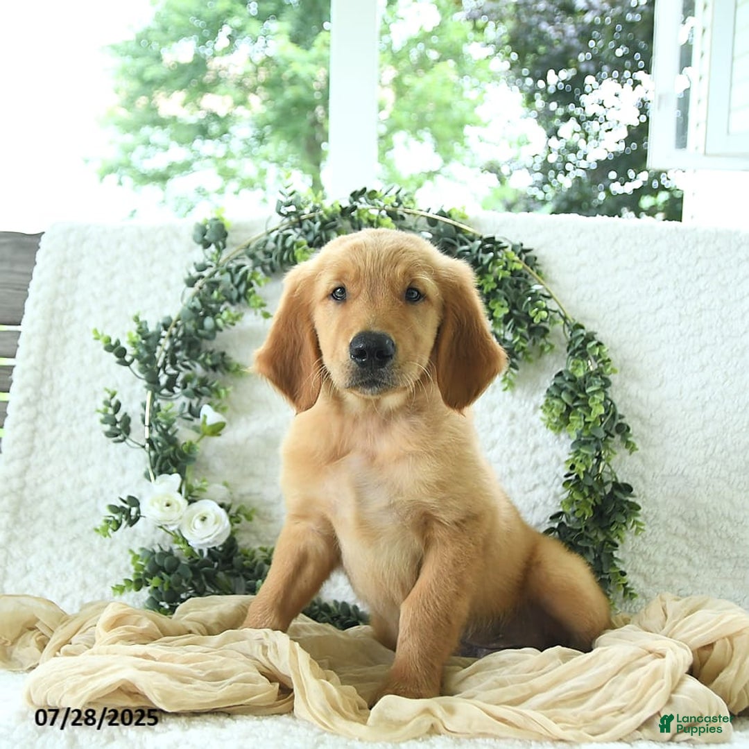 Golden Retriever dogs for sale: Anson - Image 18